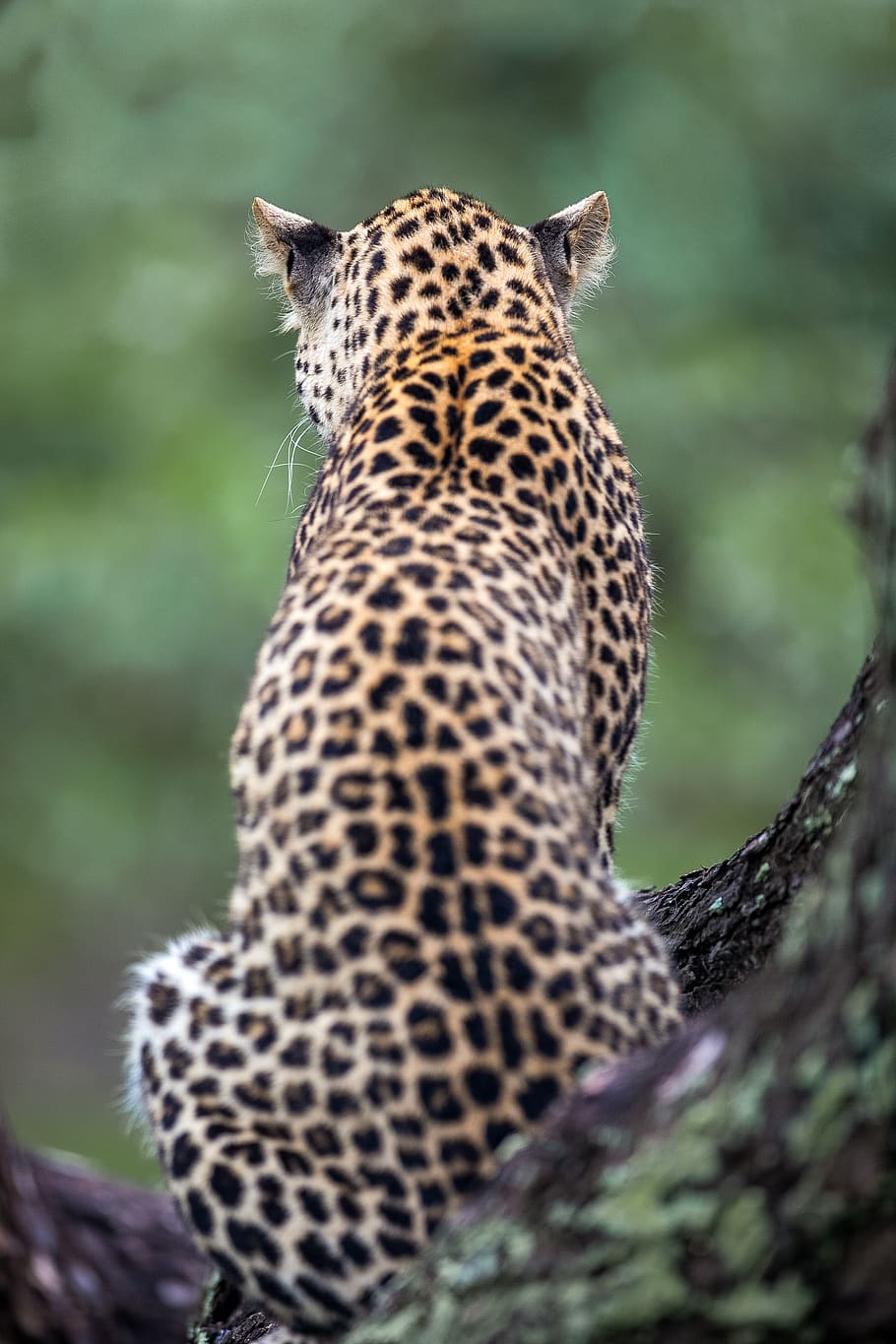 leopard, nature, animal, africa, pattern, fur, wilderness, habitat, wildlife, cat