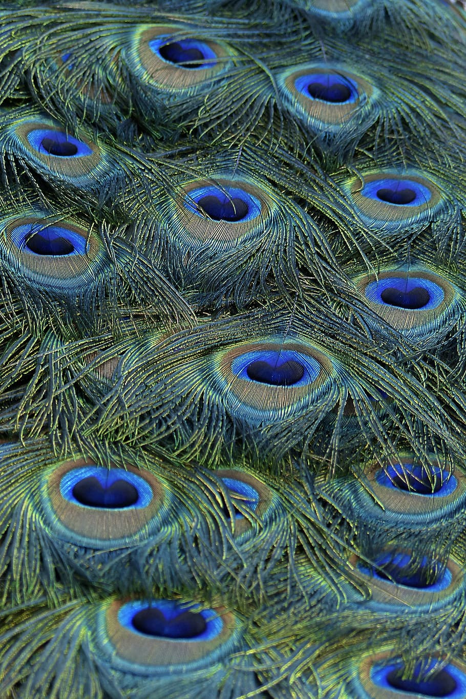 peacock feather, peacock, feathers, blue, bird, nature, colorful, pattern, animal, wildlife