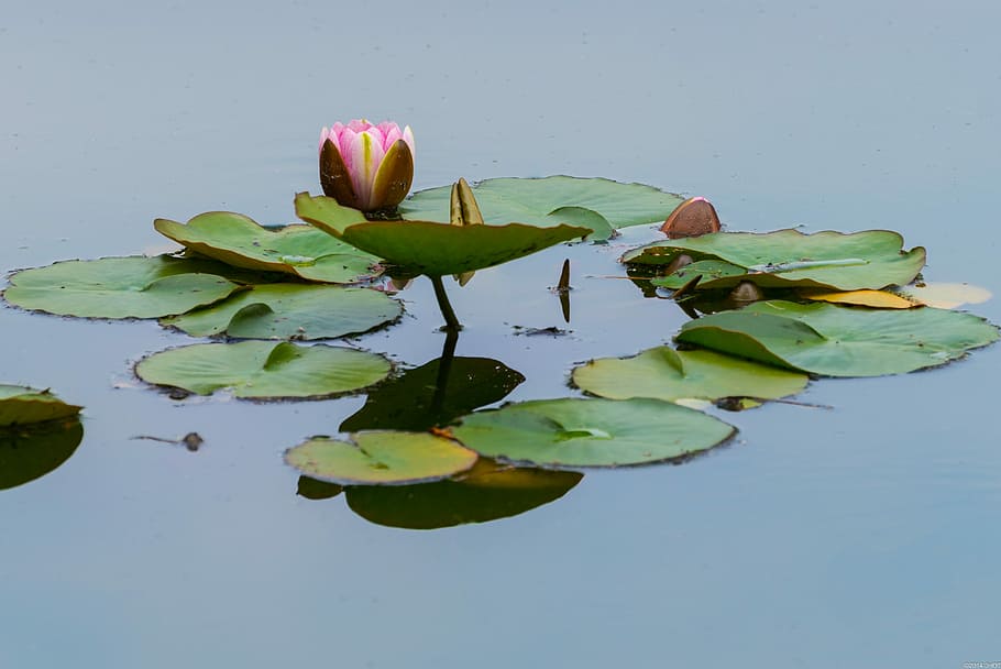 花 自然 夏 オランダ 水 水に浮かぶ 反射 睡蓮 葉 池 Pxfuel