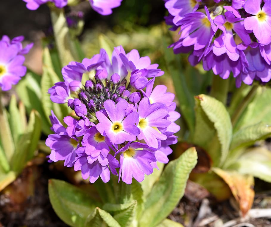 primrose, drumstick, flower, flowers, purple, plant, spring flower, garden, spring, nature