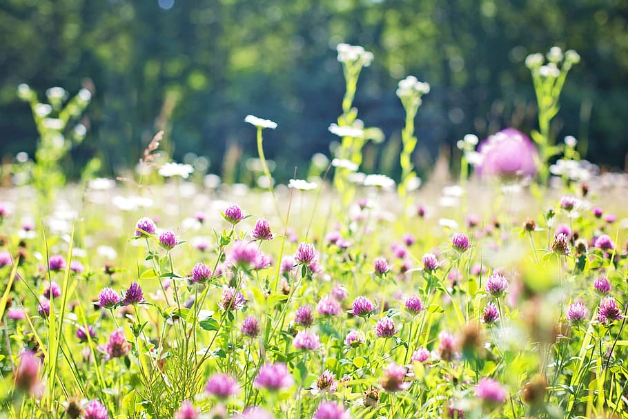 flores de pétalos de color púrpura, flores silvestres, prado, hierba alta, naturaleza, campo, verano, verde, hierba, al aire libre