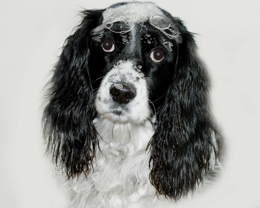 close-up photo, black, white, cavalier, king charles, english springer spaniel, dog, sudsie sadie, suds, bath