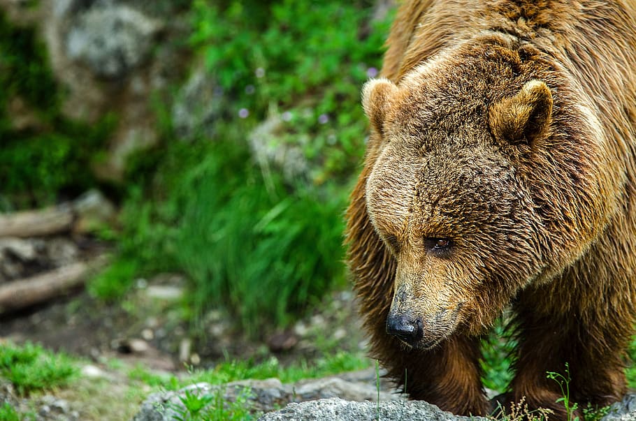 marrón, oso pardo, oso, stands, campo de hierba, durante el día, hierba, campo, depredador, mamífero