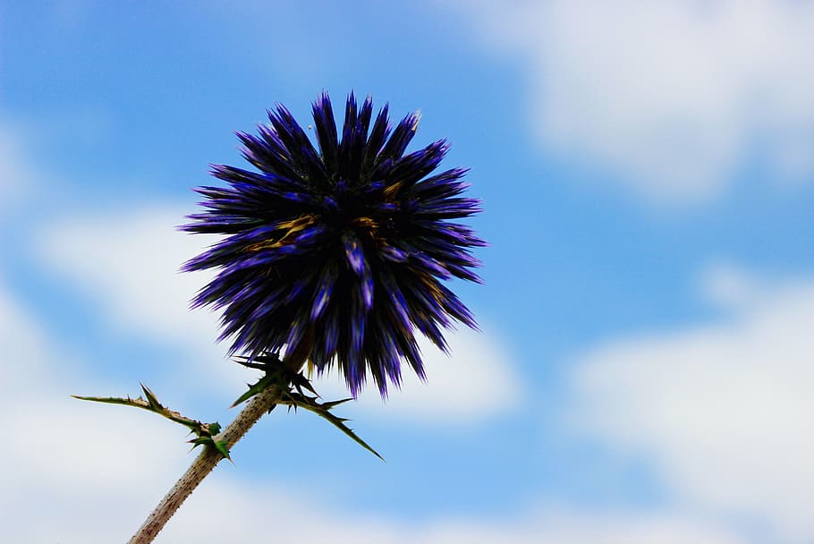 blue, flower selective-focus photography, daytime, flower, violet, petal, bloom, garden, plant, nature
