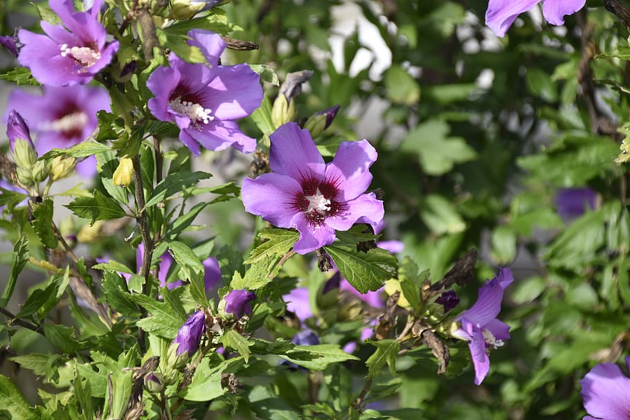 flower hibiscus, color purple, shrub, purple flower, botany, massif, nature, country, violet, parma