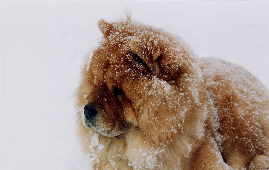 adult, tan, chow chow, snow, dog, canine, domestic, pet, portrait, looking