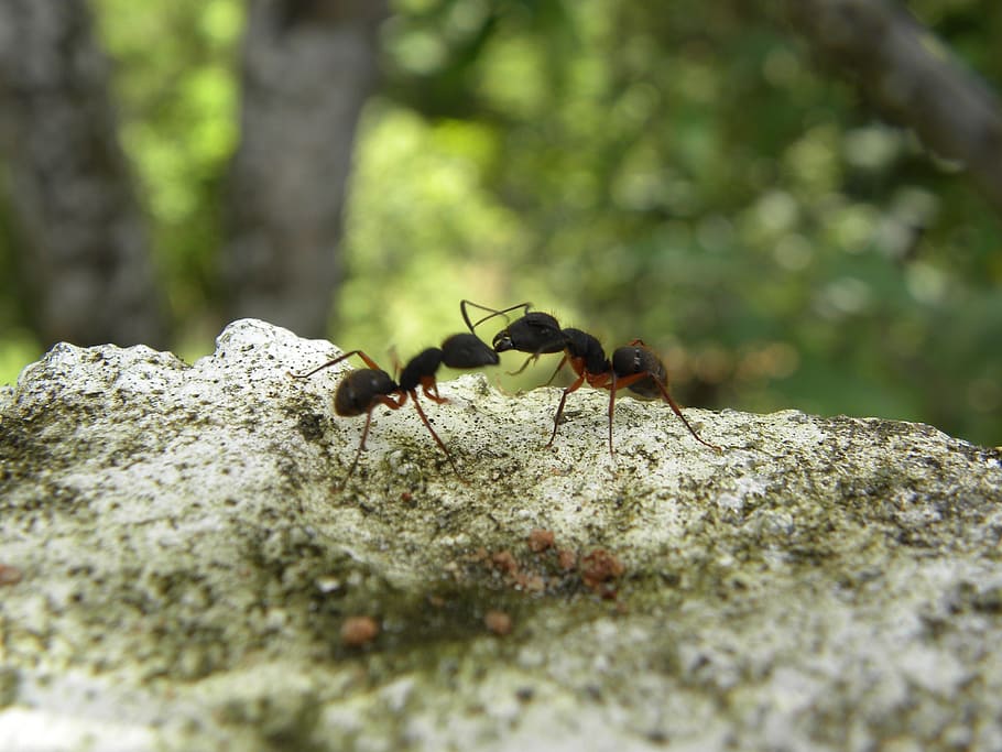 formigas, brigas, insetos, inseto, invertebrado, animal, temas de animais, animais selvagens, animais em estado selvagem, foco seletivo