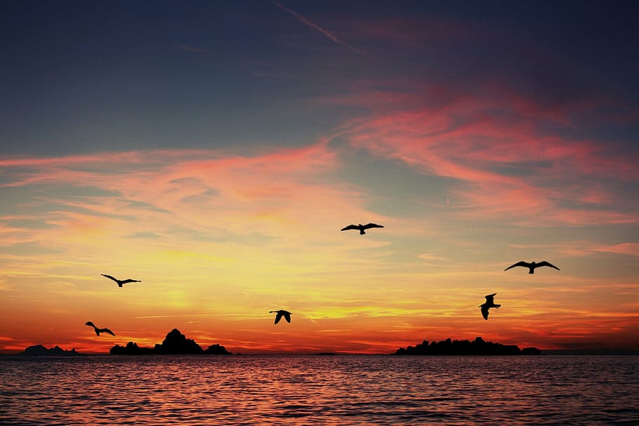 カモメ 飛行 体 水シルエット写真 水域 シルエット 写真 夕日 海 太陽 Pxfuel