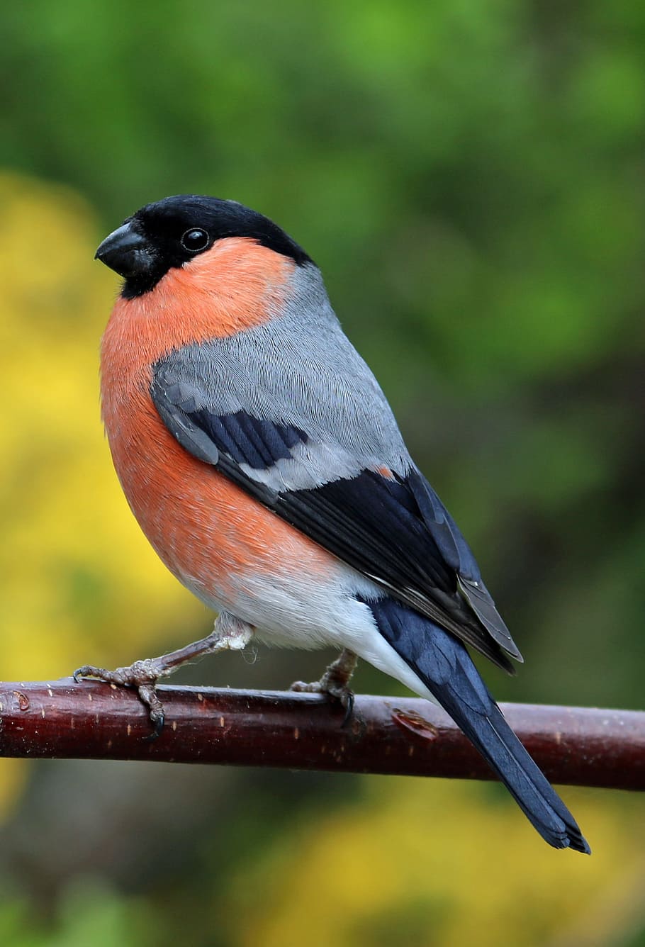 黒 灰色 オレンジ 鳥 赤 および灰色 ウソ ブルフィンチ カラフル 庭の鳥 Pxfuel
