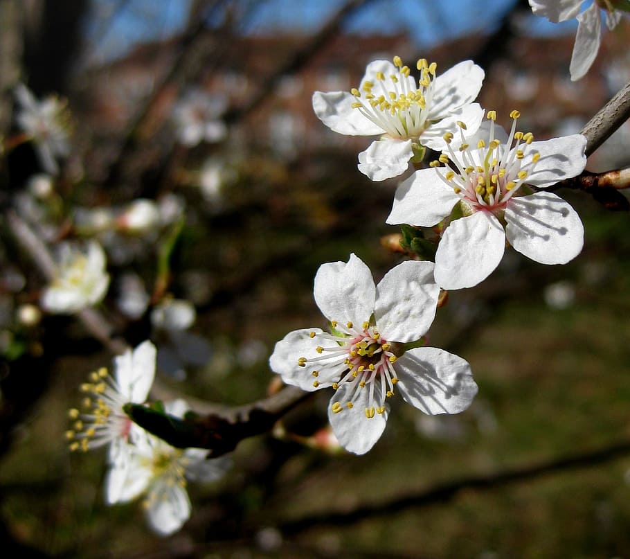 花木 白い花 春 オーデンセ 自然 デンマーク 花 開花植物 植物 脆弱性 Pxfuel
