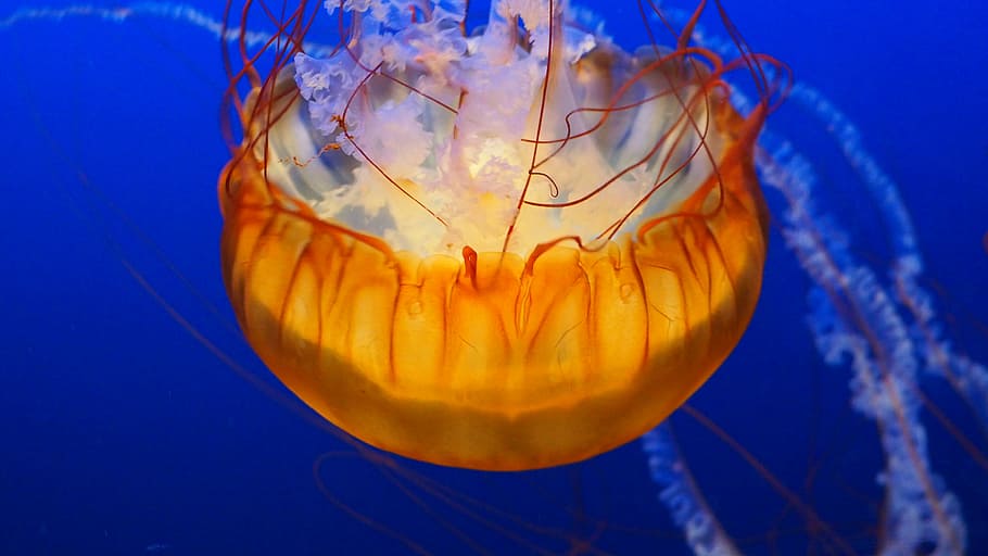 yellow jellyfish underwater, jellyfish, water, underwater, animal, ocean, marine, sea, tentacles, swimming