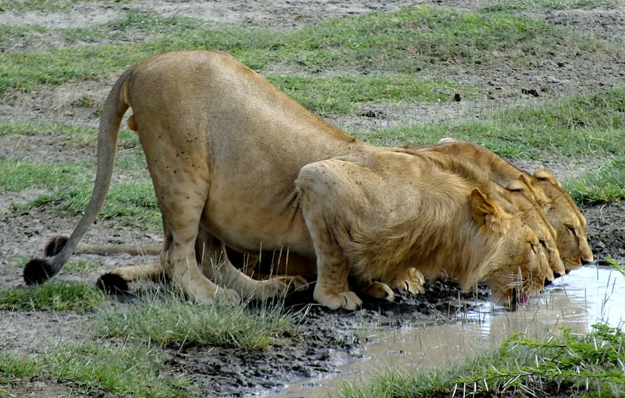 tres, agua potable de Leona, Leones, Beber, Serengeti, Tanzania, África, fauna, animal, depredador