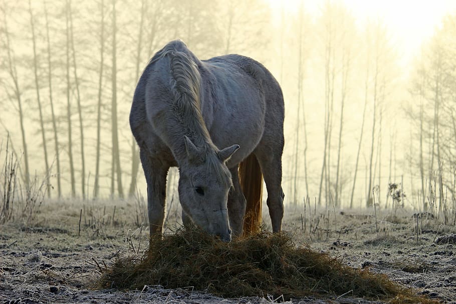 gris, caballo, comiendo, hierba, durante el día, moho, niebla, niebla matutina, alimentación, heno