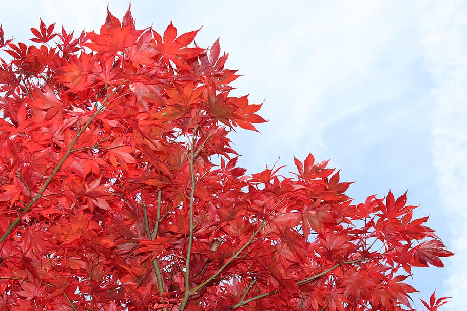 maple, red, leaves, tree, autumn, nature, red maple, fall leaves, foliage, late summer