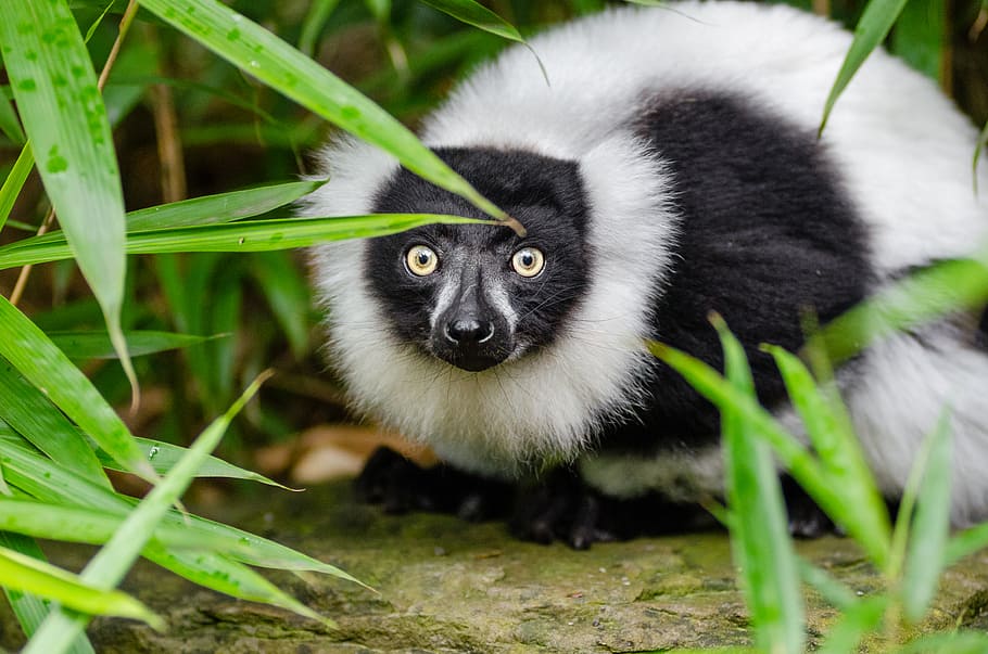 Black, white, Ruffed Lemur, white and black rodent, one animal, animals in the wild, animal wildlife, mammal, vertebrate, nature