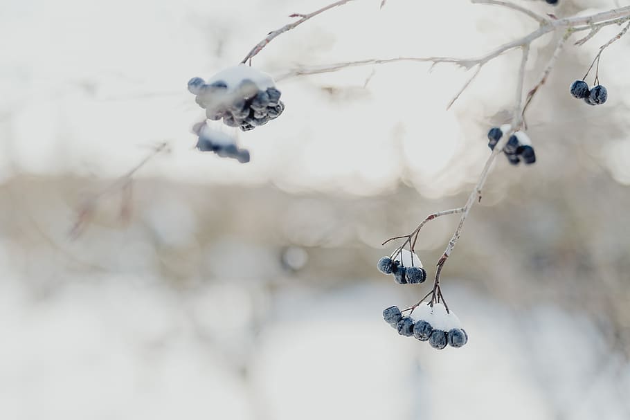 Chokeberry, salju, musim dingin, cabang, putih, tertutup, buah berry, buah, fokus pada latar depan, pohon