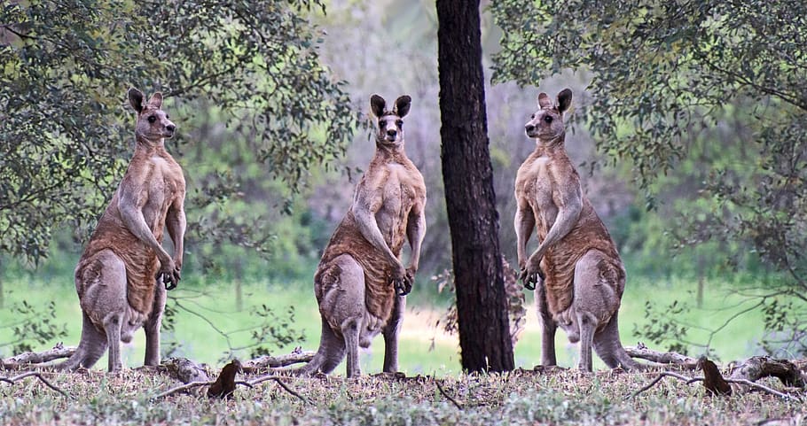 hewan, kanguru, jantan, australia, satwa liar, hutan, alam, tema hewan, binatang di alam liar, satwa liar hewan