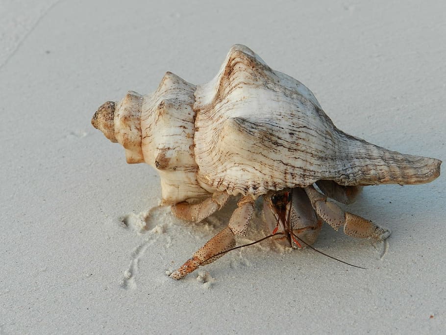 shell, hermit crab, zanzibar, penghuni, pantai, laut, hewan Shell, pasir, hewan, alam