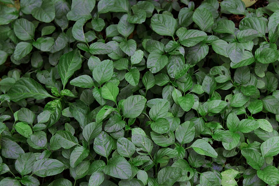 spinach, seeds, plant, nature, green, agriculture, young, leaf, farm, growth