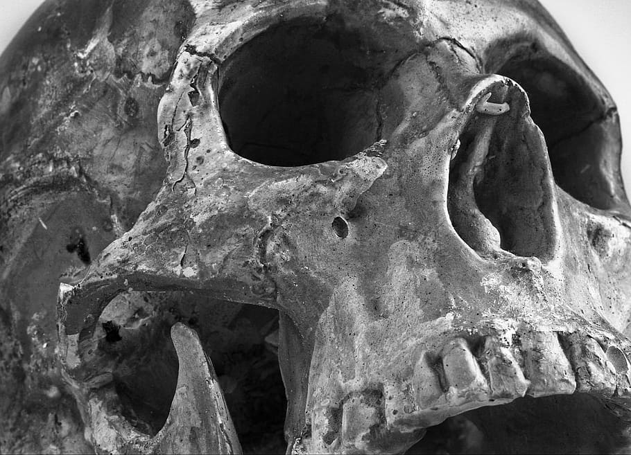 grayscale photo, human, skull, color, teeth, bone, close-up, animal skull, fossil, animal body part