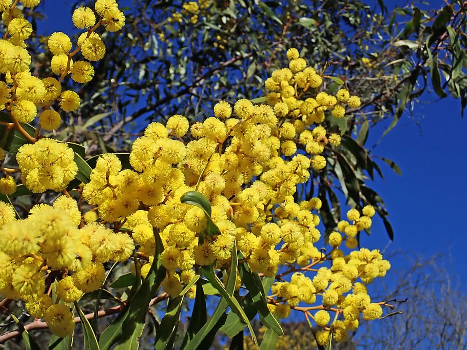 wattle, acacia, australian, native, flower, tree, nature, plant, growth, beauty in nature