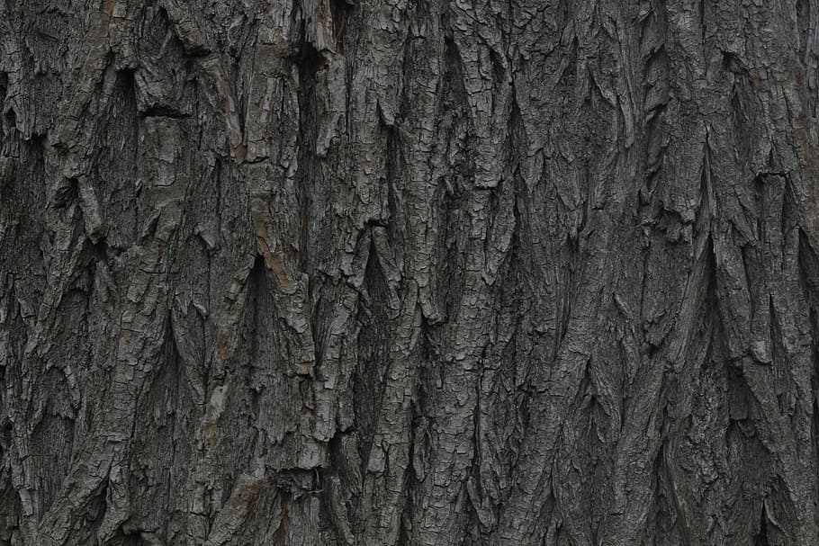 bark, wood, willow, tribe, structure, backgrounds, textured, full frame, rough, pattern