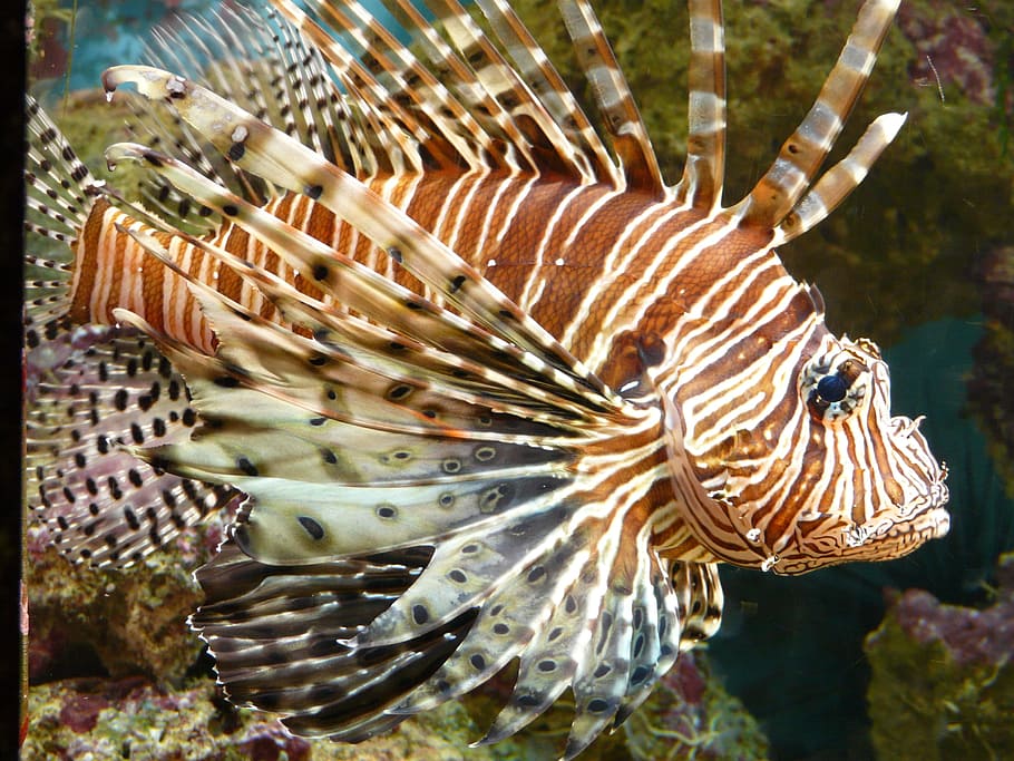 underwater, photography, red, brown, beige, stripe, Lion fish, lionfish, fish, pacific rotfeuerfisch