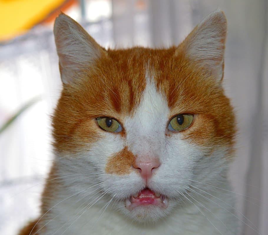 close-up photo, short-fur, orange, white, cat, domestic cat, cat's eyes, mackerel, pet, mieze