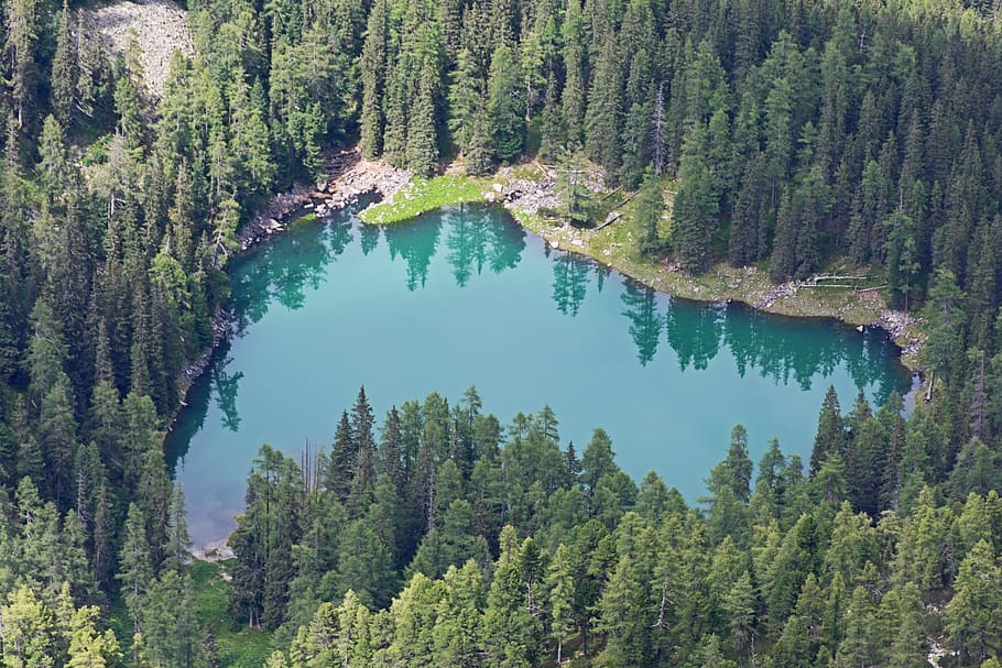 aerial, view, green, plants, trees, forest, nature, lake, water, reflection