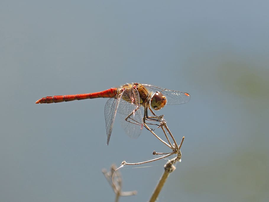 dragonfly, red dragonfly, branch, detail, winged insect, annulata trithemis, one animal, insect, animal themes, invertebrate