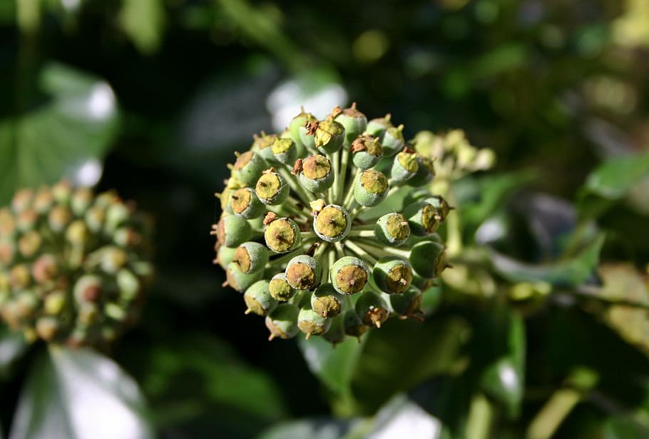 ivy, blossom, bloom, efeublüte, plant, nature, green, garden, autumn, hedera helix