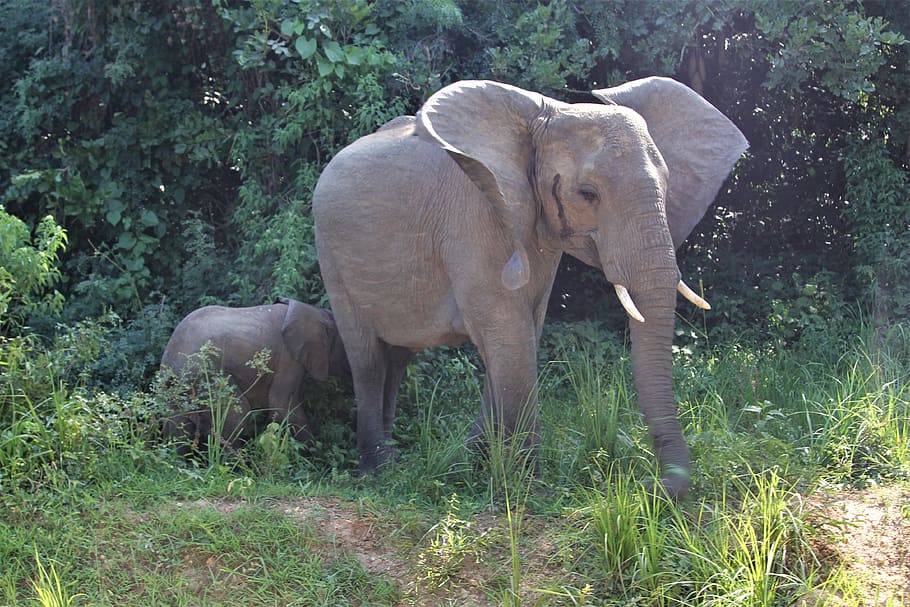mother, elephant, baby, young, mammal, elephants, safari, africa, calf, protect