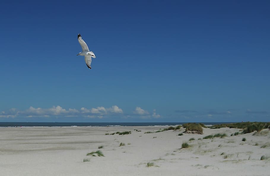 seagull, flying, bay, bird, near, sea, sunny, day, wings, beach