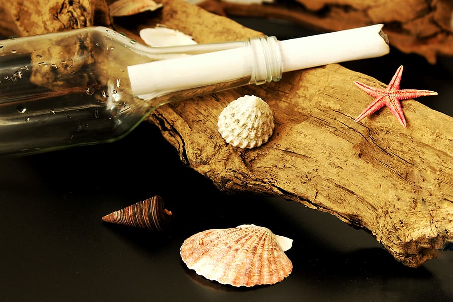 message in a bottle, sea, mussels, starfish, beach, holiday, travel, holidays, bottle, drift wood