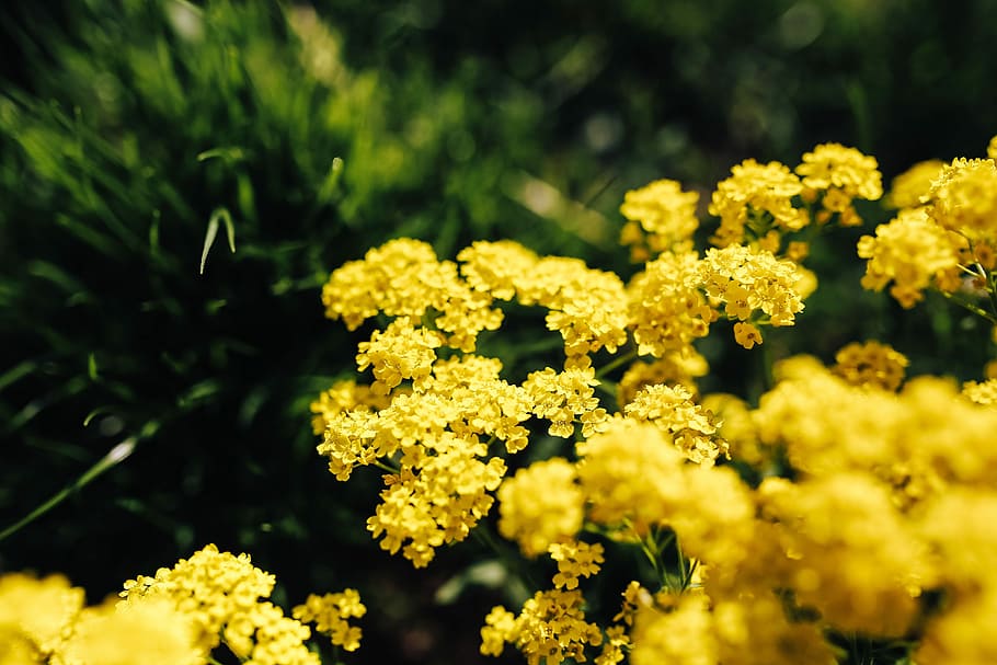 pequeñas flores amarillas, Pequeño, amarillo, flores, verano, flora, naturaleza, floración, floreciente, planta
