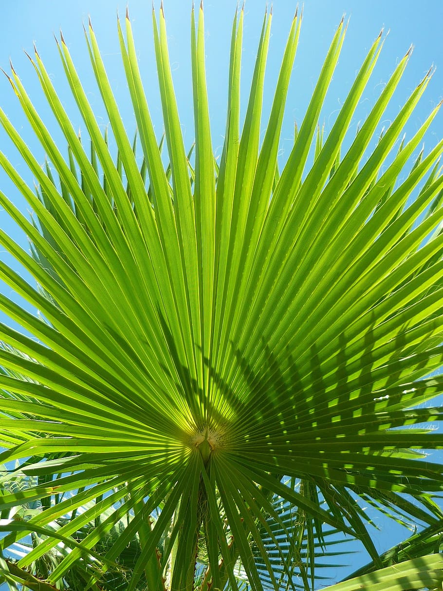 planta de palma verde, palmera, hojas, Washingtonia, verano, sol, sombra, árbol, abanico, verde
