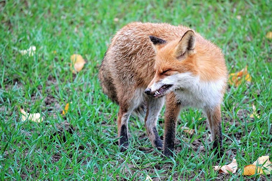 Fuchs, Red Fox, Wild Animal, animal, reddish fur, fur, predator, mammal, grass, animal themes