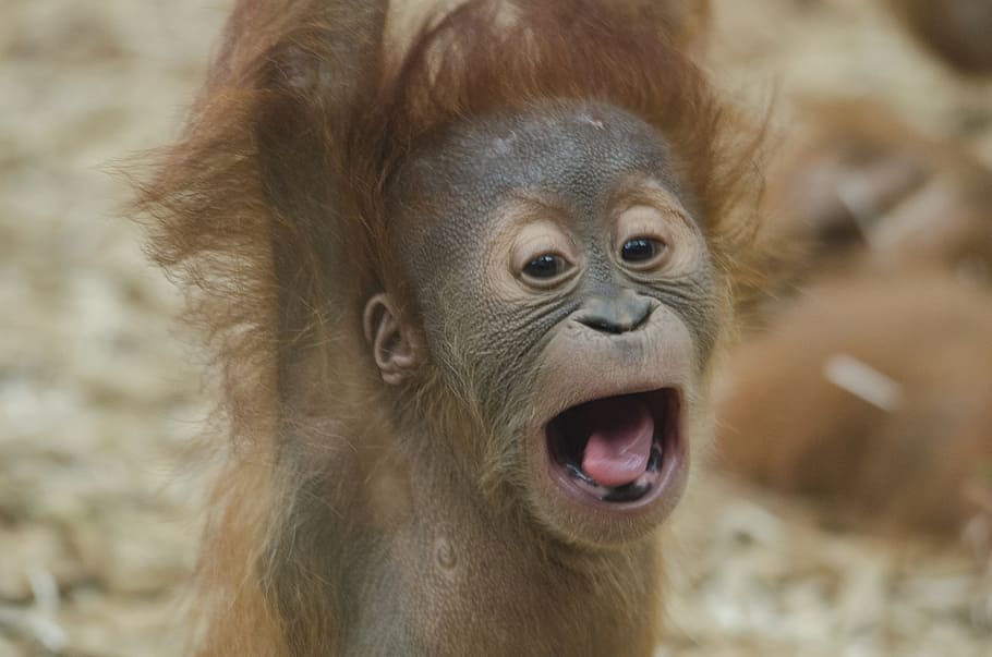 gray monkey, baby orangutan, ape, primate, wildlife, orangutang, nature, portrait, yelling, vocal