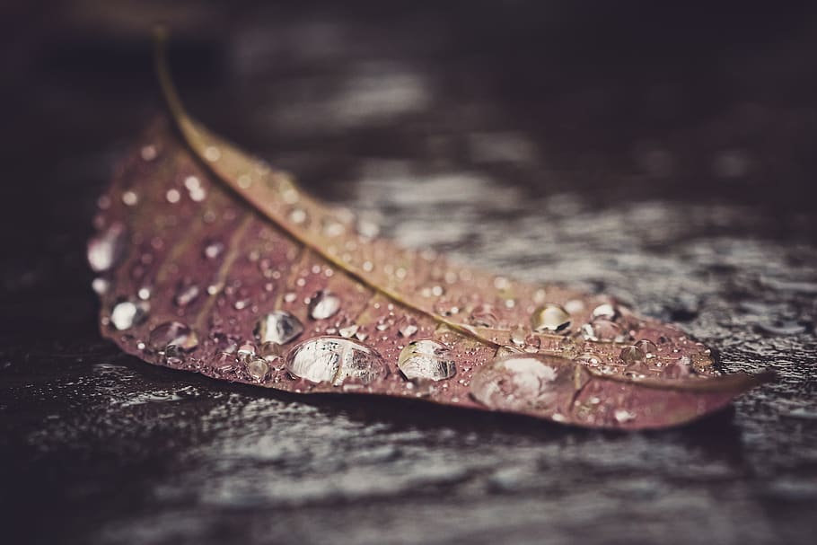 water, leaf, macro, close up, dew, rain, drops, wet, nature, environment