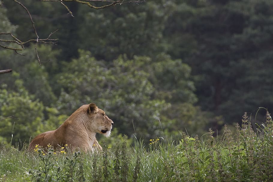 lioness, wildlife park, cat, carnivore, mammal, big, predator, wildlife, lion, animal themes