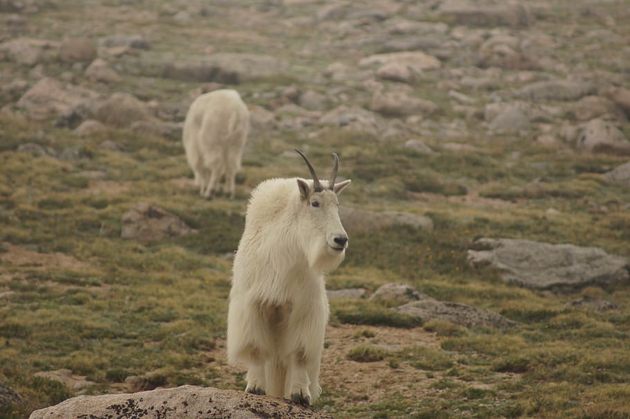 mountain goat, rocky mountains, banff, alberta, landscape, horns, wild, animal, nature, rocky
