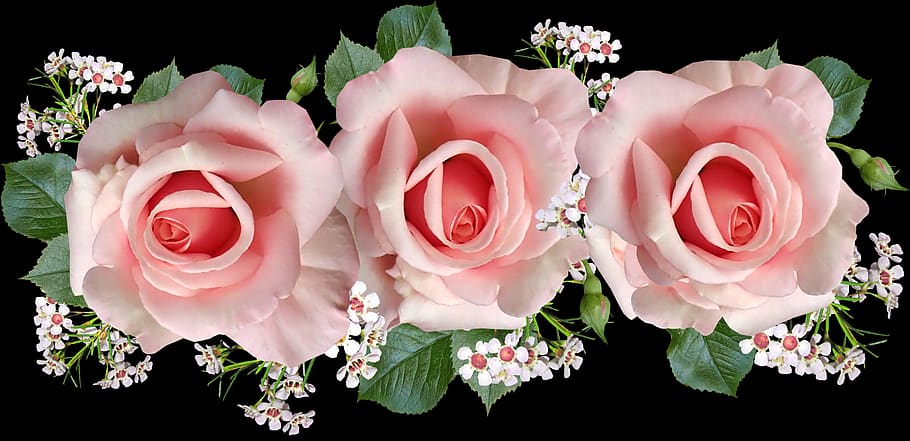 flowers, pink, roses, wax flowers, arrangement, garden, nature, flower, flowering plant, rose