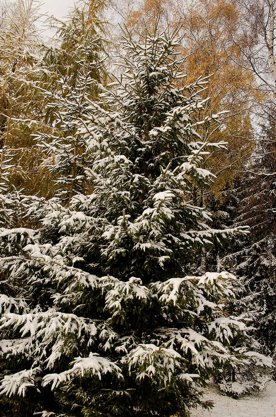 nieve, árbol, navidad, ramas, rama, temporada, frío, detalle, escarcha, naturaleza