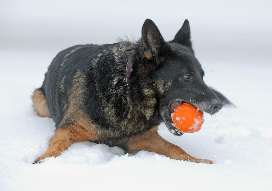 dog, playing, snow, canine, winter, ice, germany, german shepherd, macro, close-up