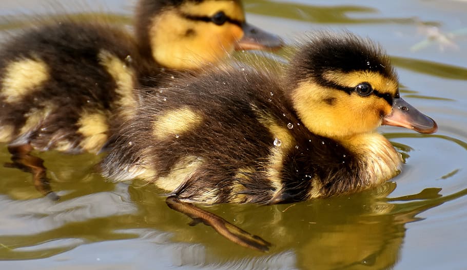 two, yellow-and-black ducklings, water, mallard, ducklings, duck, chicks, cute, small, little