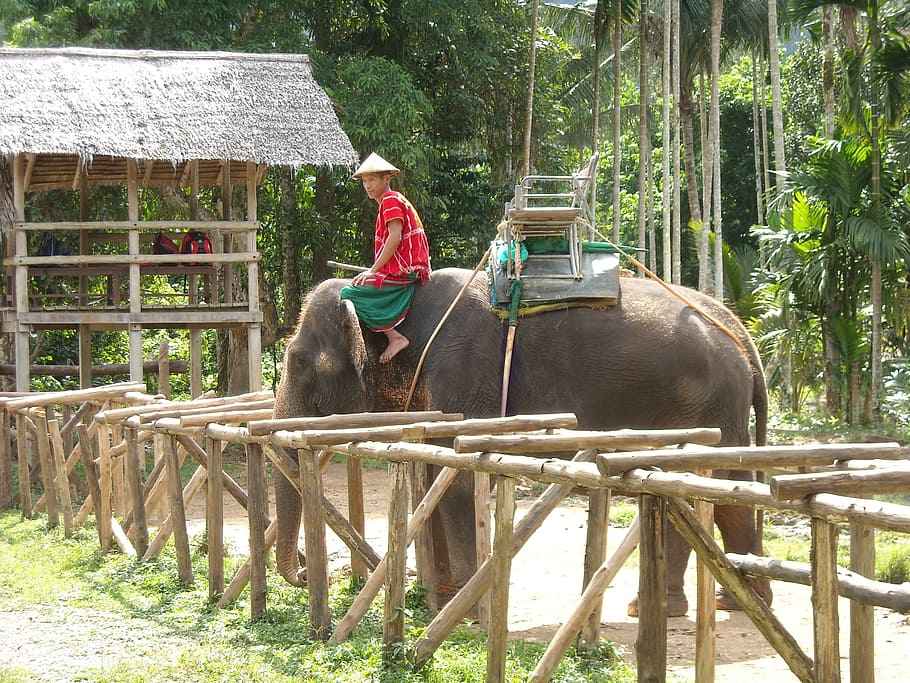 thailand, thai, nature park, elephant, ele, nuturschutz, animals, elephant camp, south east asia, pachyderm