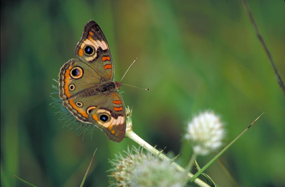 butterfly, common buckeye, plant, insect, brown, markings, macro, spots, wings, garden