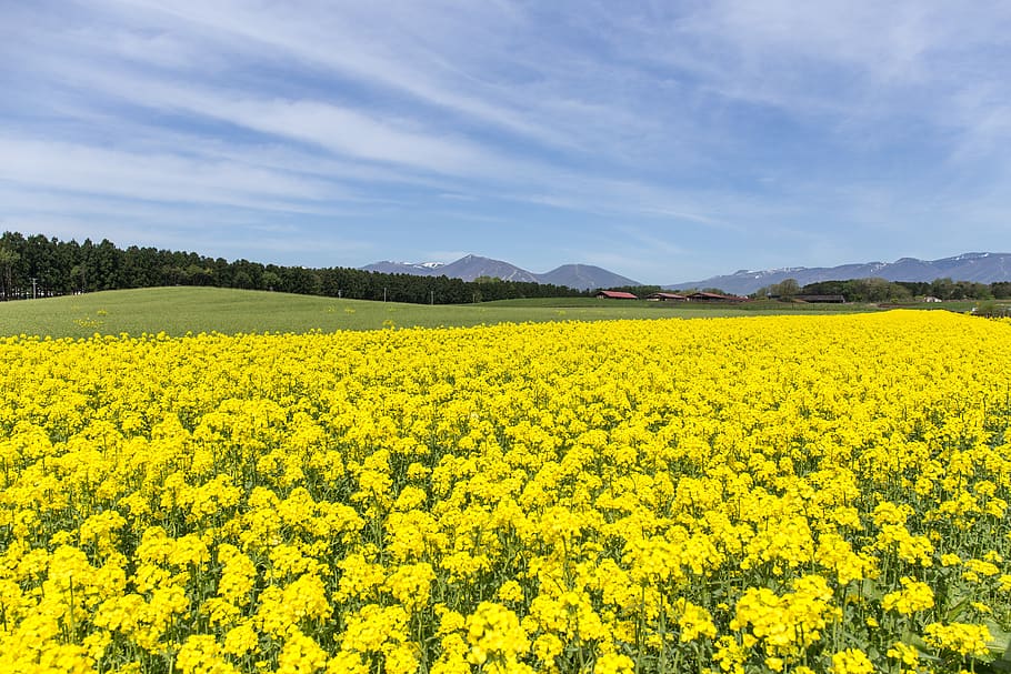 rape blossoms, flowers, spring, yellow, japan, field, one side, carpet, flower, landscape