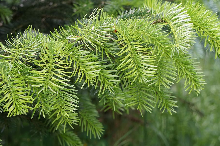 fir, green, tannenzweig, needles, branch, conifer, pine needles, tree, christmas time, forest