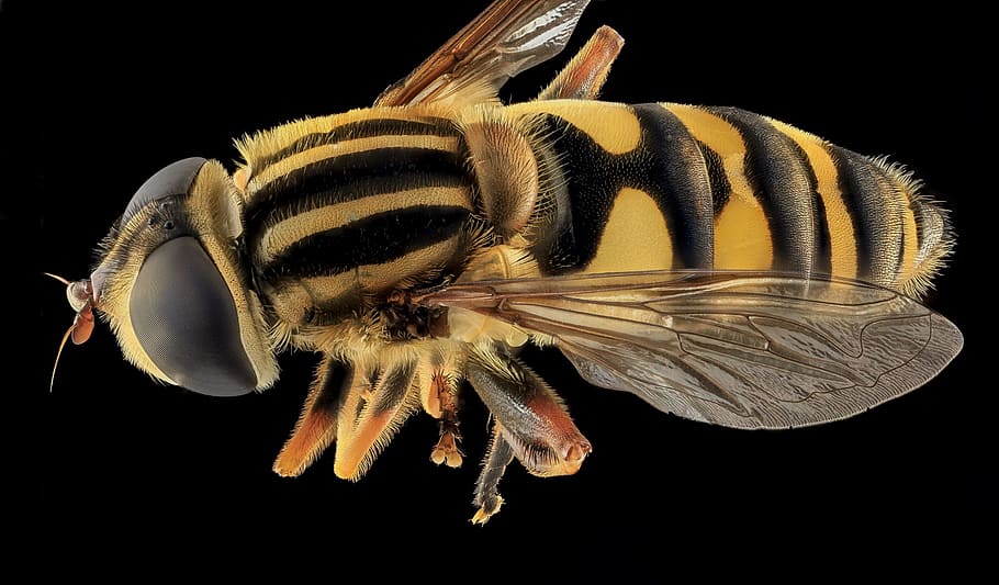 mosca flotante a rayas, macro, montado, de cerca, mímica de chaqueta amarilla, alas, insecto, amarillo y negro, aelophilus fasciatus, naturaleza